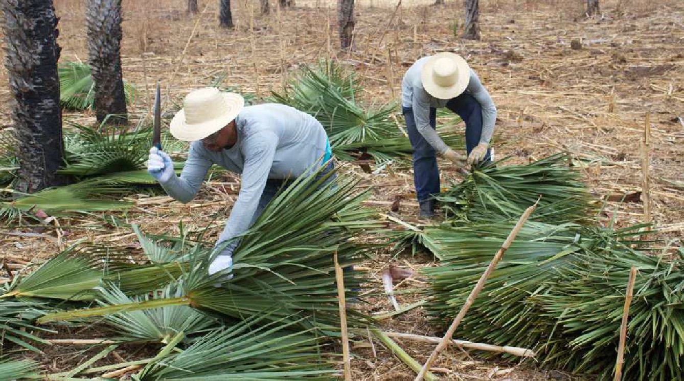 Trabalhadores realizando o manejo e o corte seletivo das folhas de carnaúba