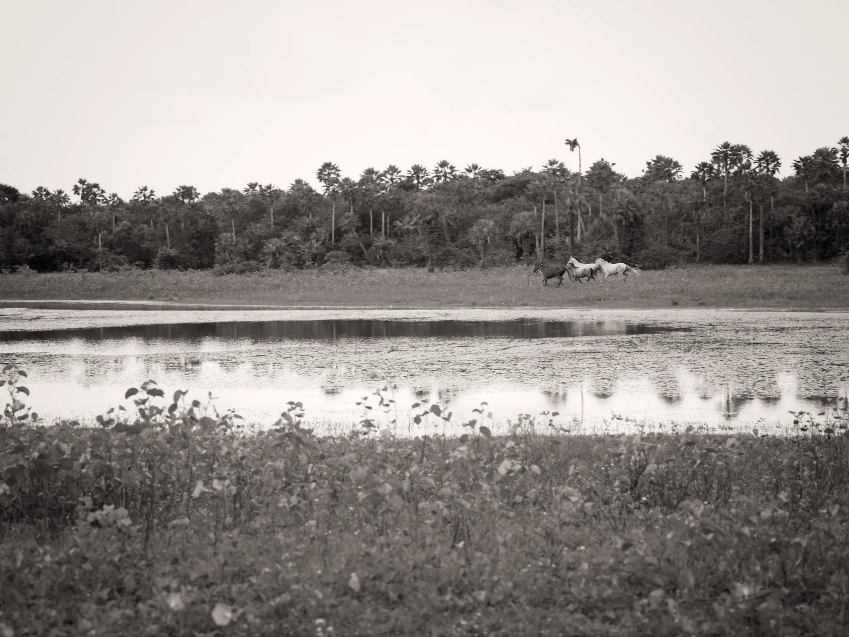 Cavalos cruzando a Lagoa da Fazenda Santana