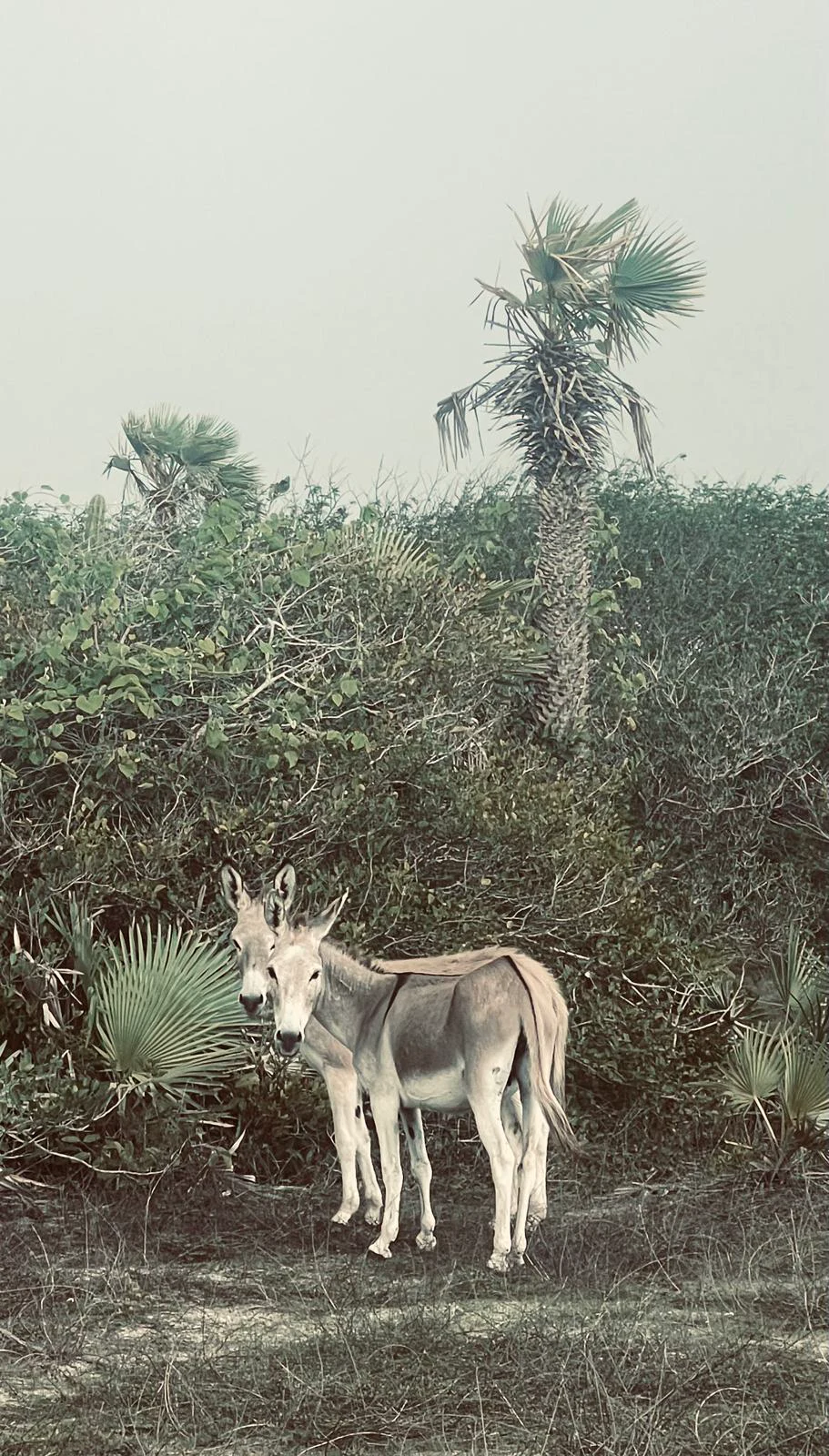 Burros na vegetação da fazenda
