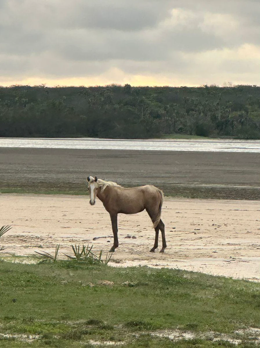 Cavalo junto à margem da lagoa