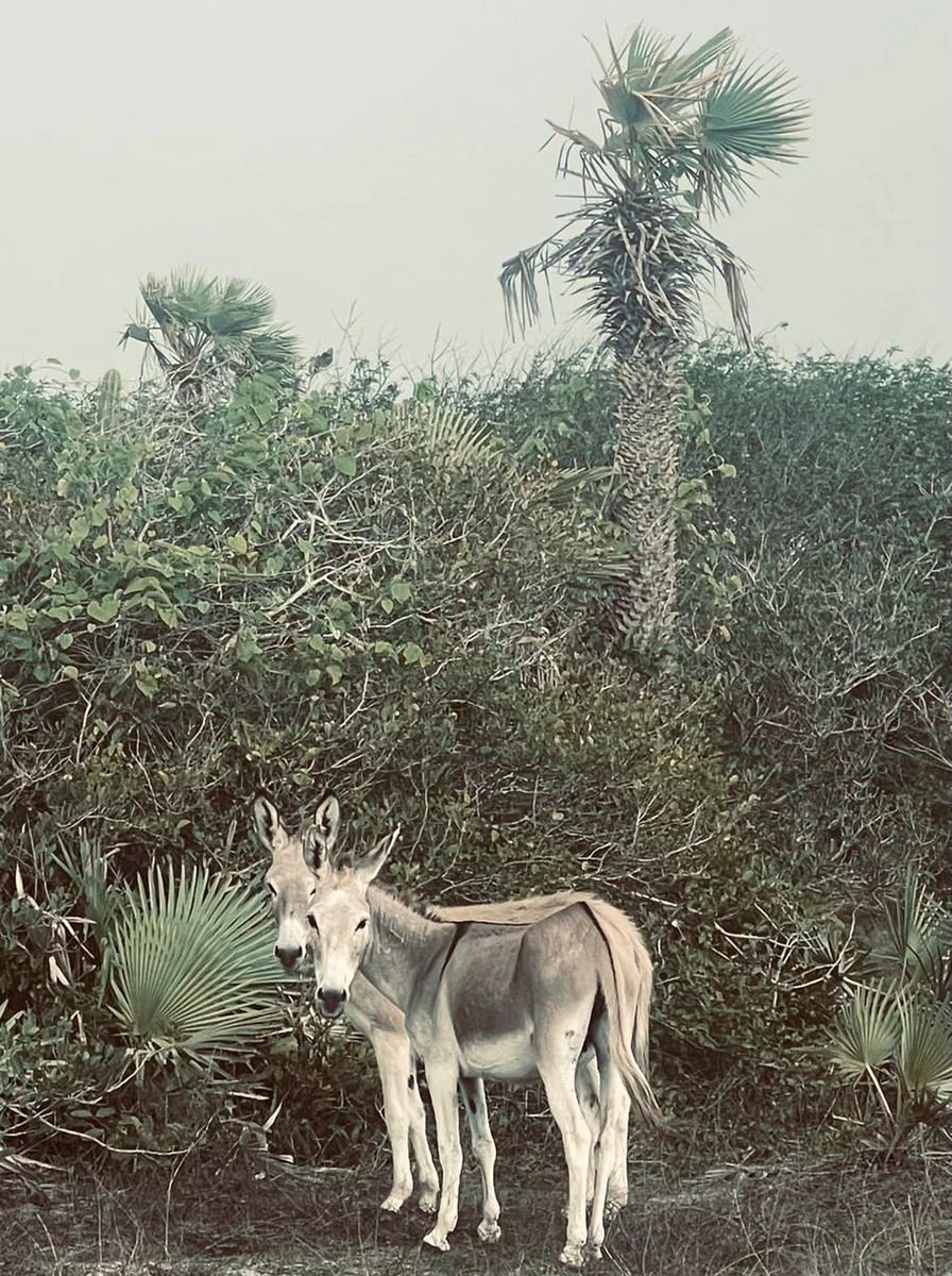 Burro entre a vegetação e as carnaubeiras