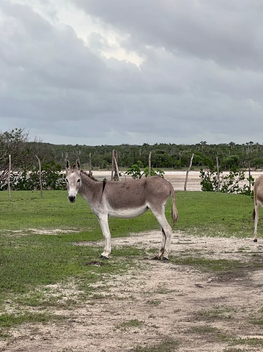 Burros no campo diante da lagoa