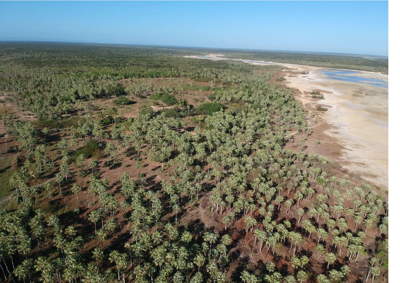 Vista aérea da área de carnaúbas da Fazenda Santana
