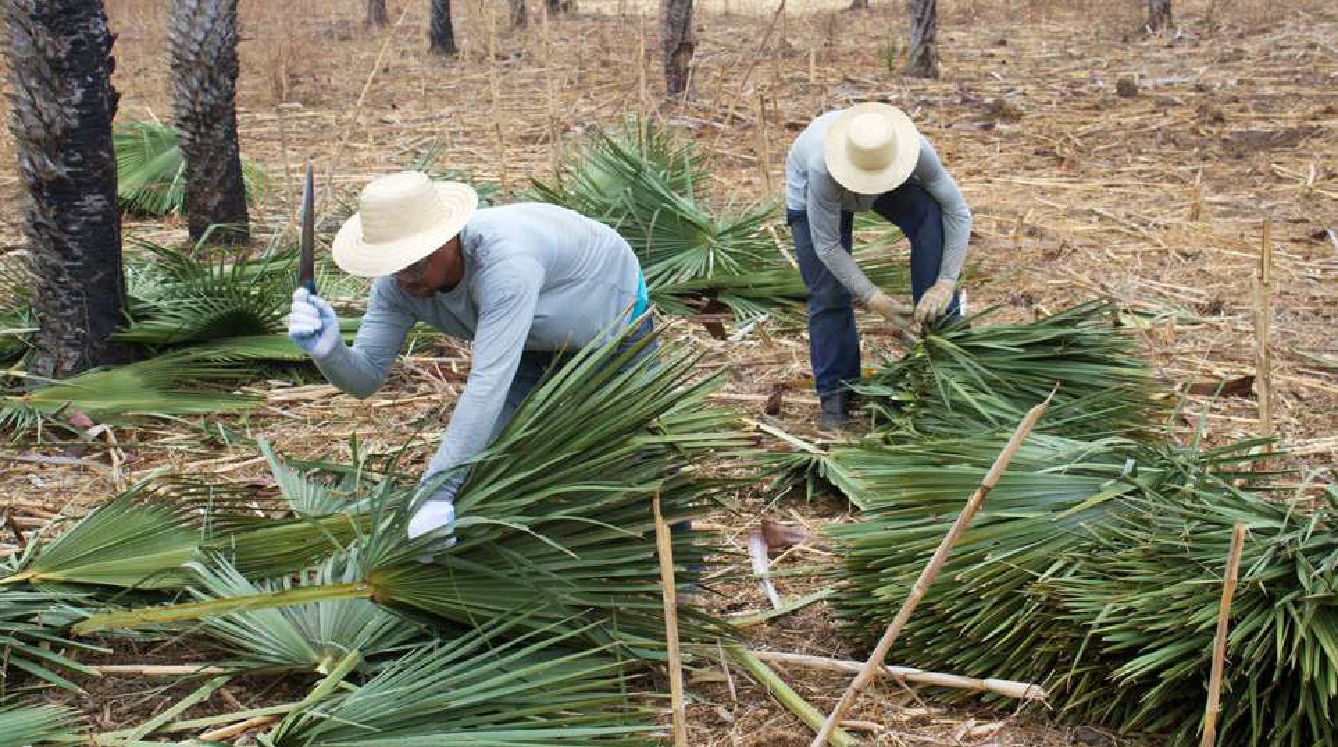 Trabalhadores durante a colheita das folhas de carnaúba