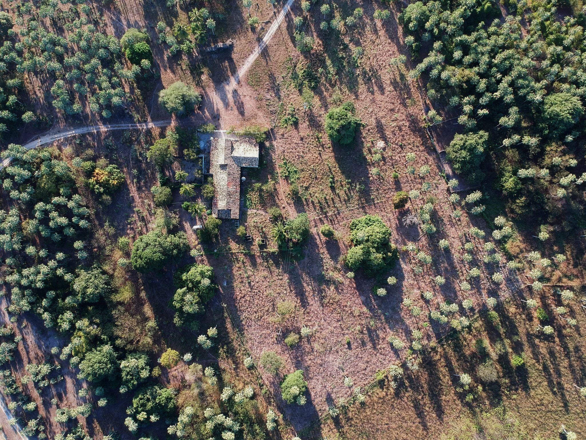Caminho atravessando a floresta em regeneração da Fazenda Santana