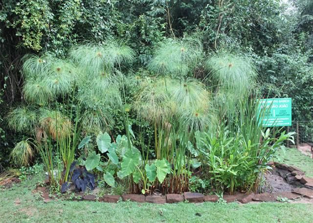 Vegetação de papiro em bacia de tratamento e infiltração
