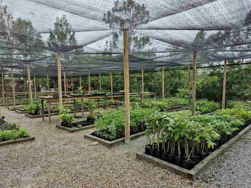 Interior de viveiro coberto por sombrite com mudas em produção