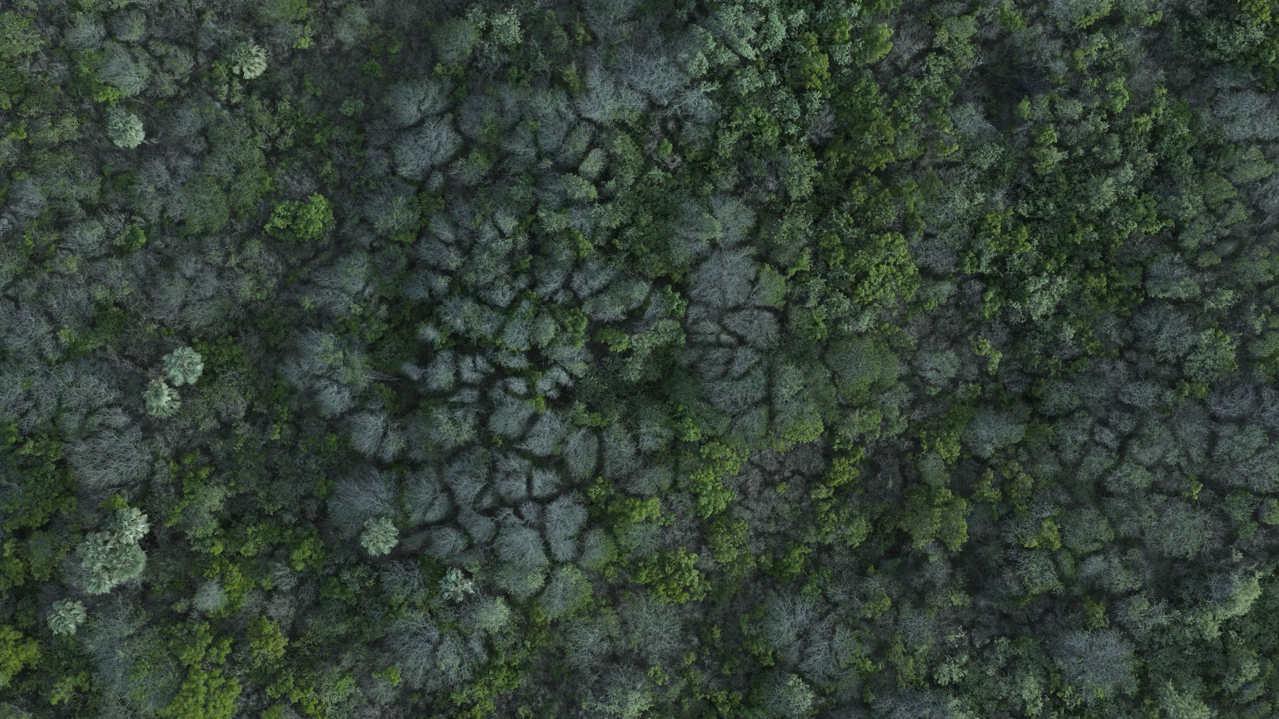 Vista aérea do dossel contínuo da mata em regeneração da Fazenda Santana